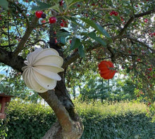 Lade das Bild in den Galerie-Viewer, Creme und orange Lampion im Kirschbaum Alrabi