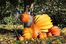 Lade das Bild in den Galerie-Viewer, Wunderschöne Lampiondeko zum Herbst mit Kürbissen und orange und gelb von Barlooon Alrabi