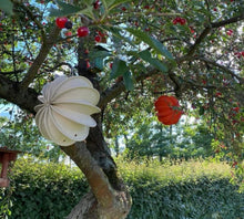 Lade das Bild in den Galerie-Viewer, Creme und orange Lampion im Kirschbaum Alrabi
