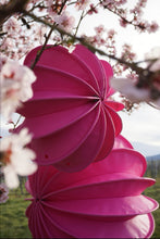 Lade das Bild in den Galerie-Viewer, Pinker Lampion Barlooon zwischen Kirschblüten
